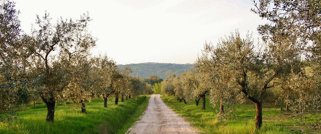 Вилла Podere Le Corone Monte Castello di Vibio Экстерьер фото